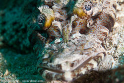 BD-111128-Raja-Ampat-5519-Cymbacephalus-beauforti-(Knapp.-1973)-[Crocodile-fish].jpg